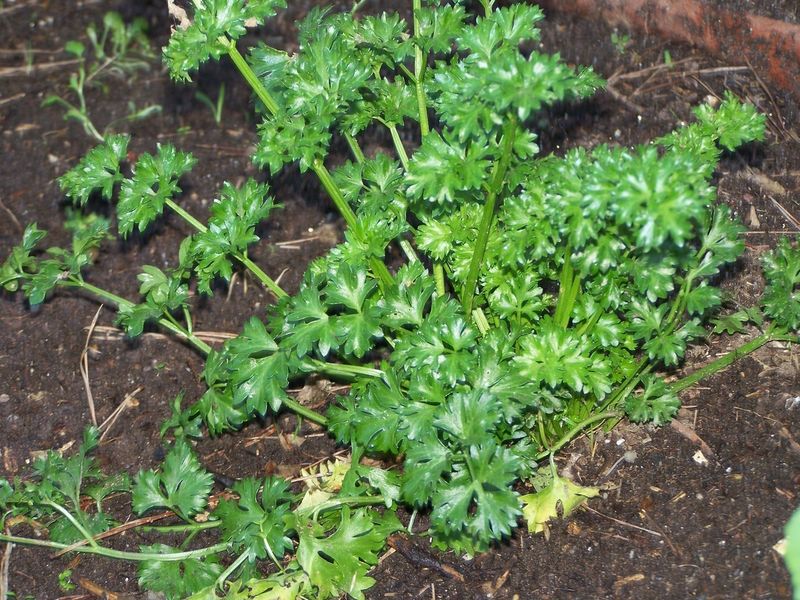 Parsley