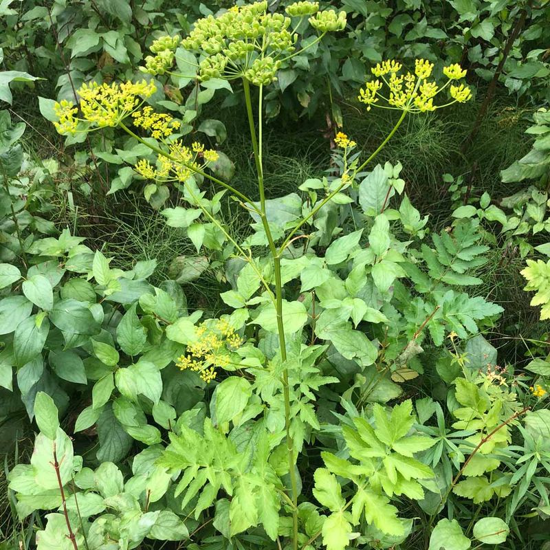 Parsnips