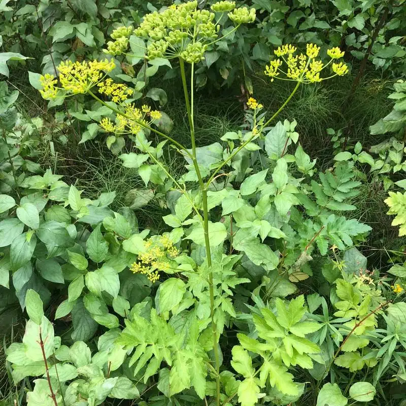 Parsnips