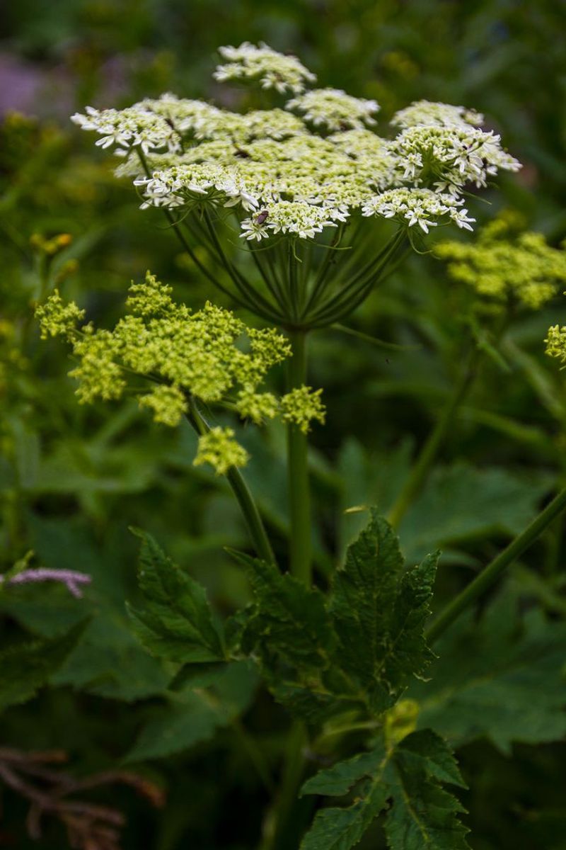 Parsnips
