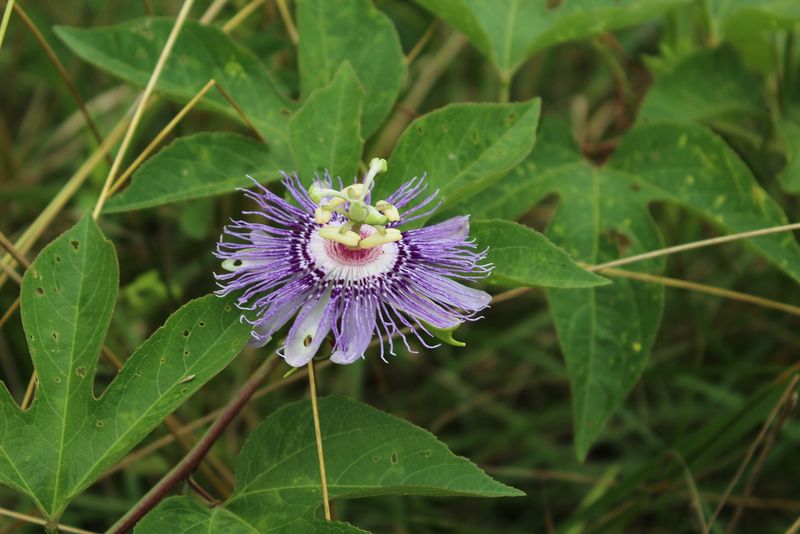 Passionflower