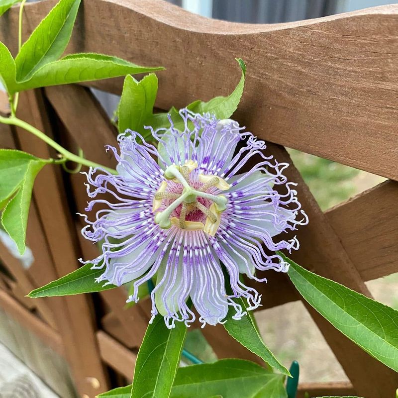 Passionflower