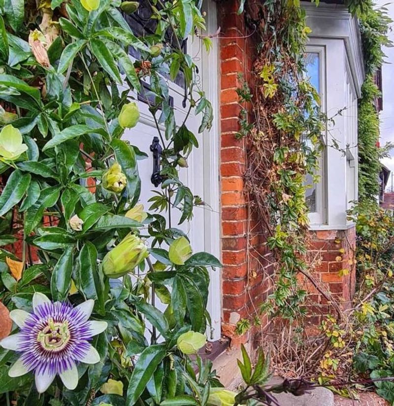 Passionflower