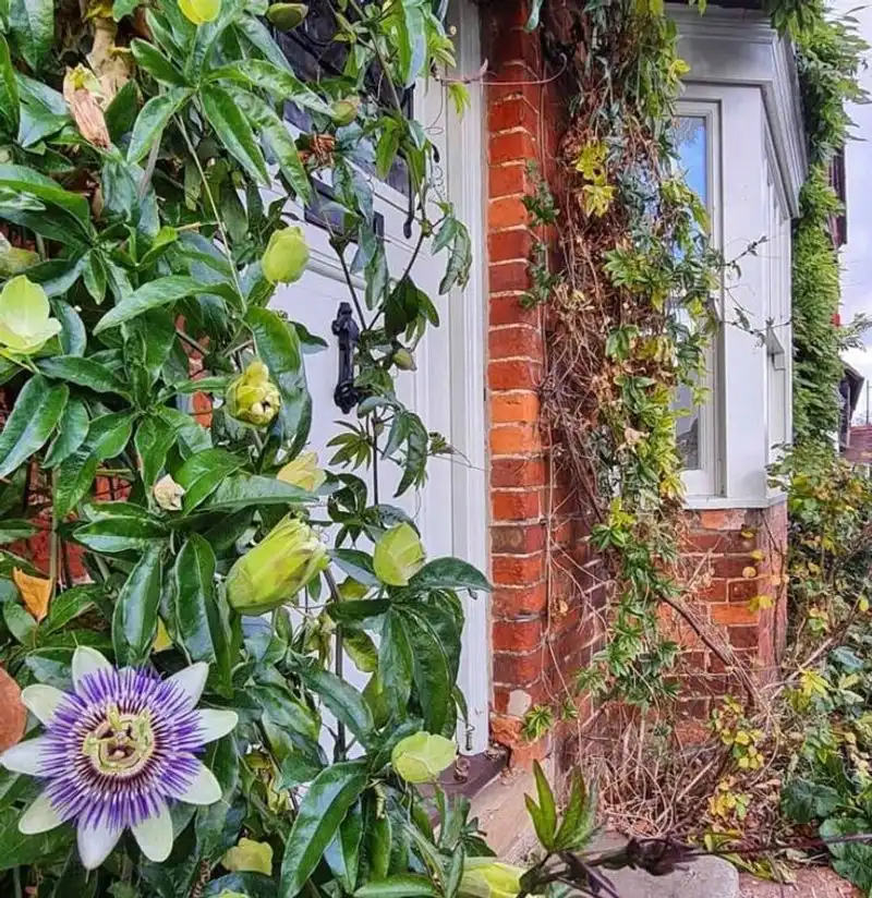 Passionflower