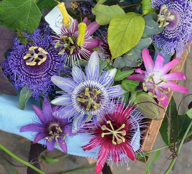 Passionflower Vine