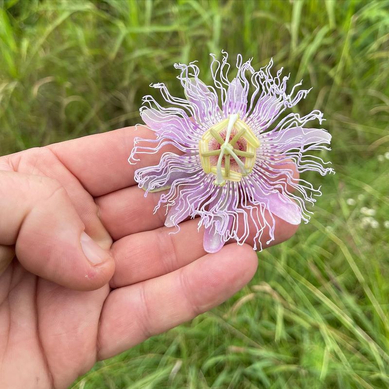 Passionflower