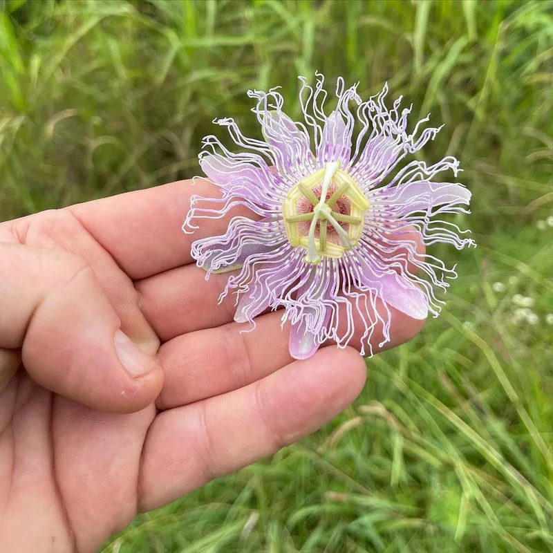 Passionflower