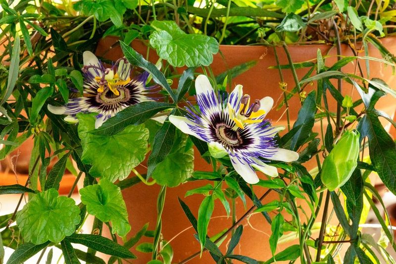 Passionfruit