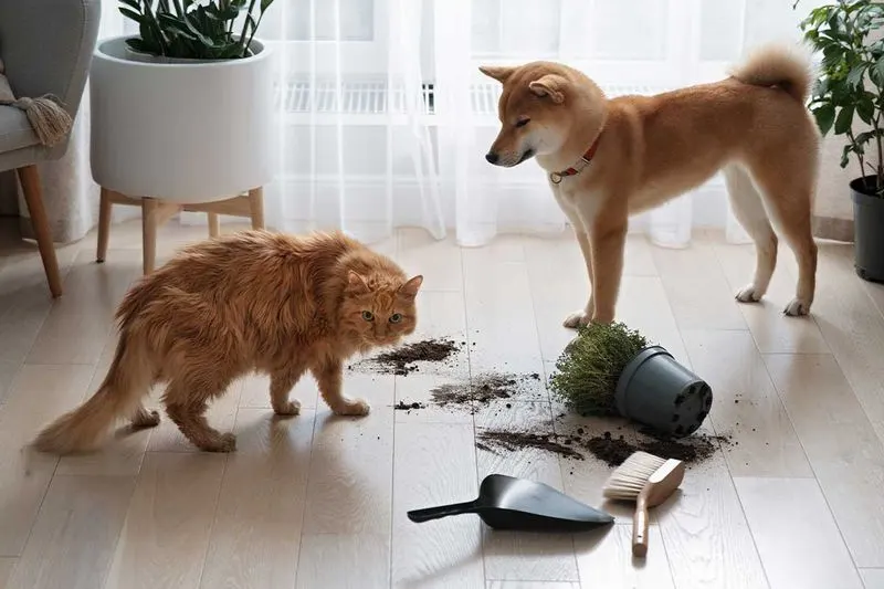 Pawing at the Mouth