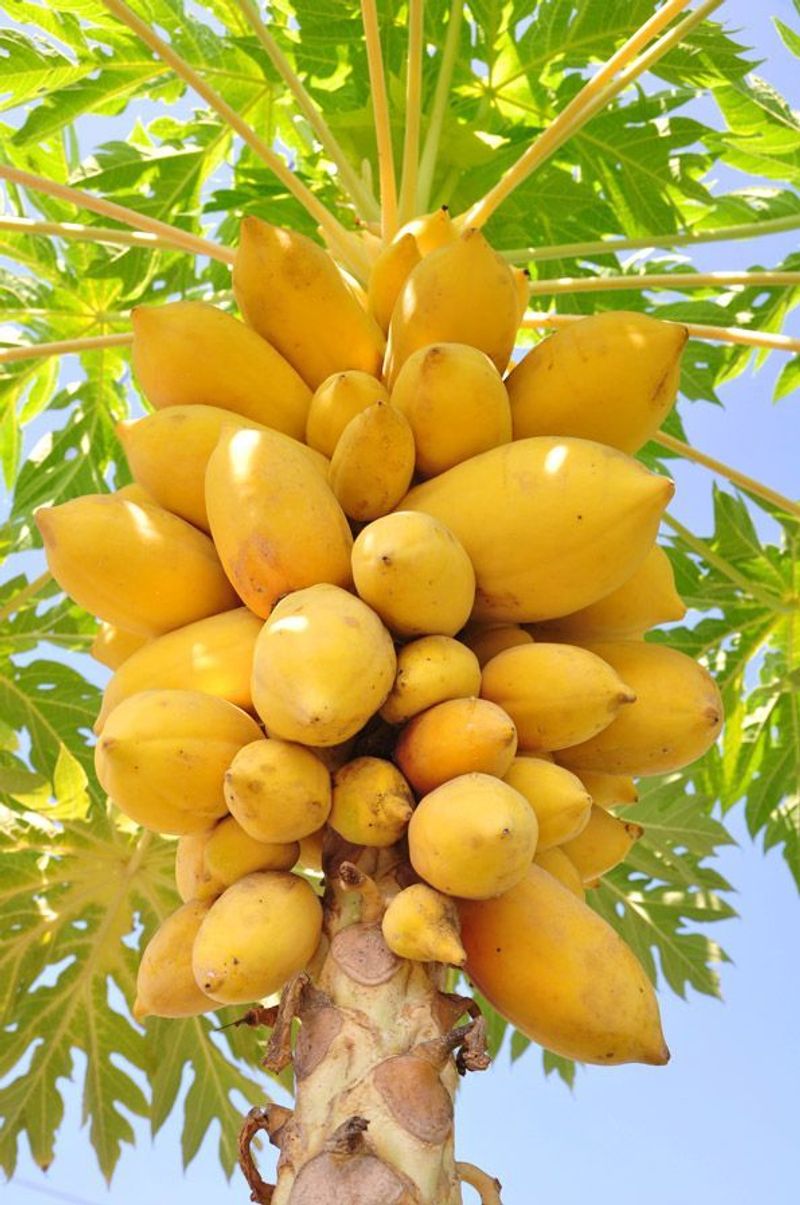 Pawpaw