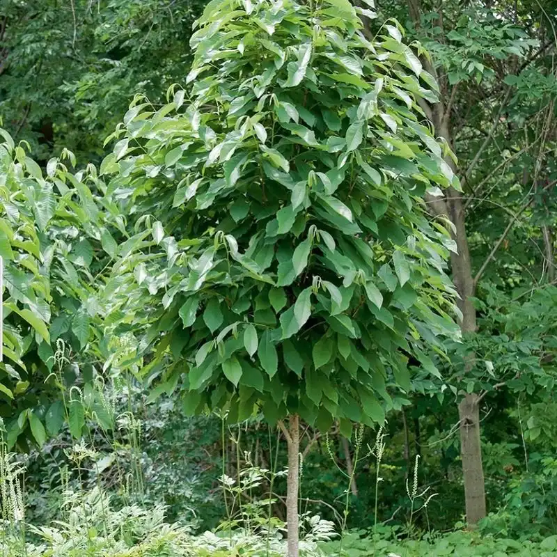 Pawpaw