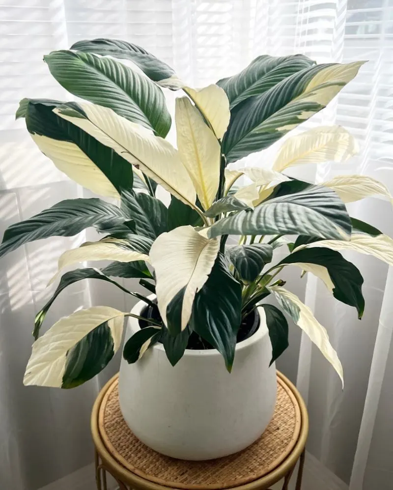 Peace Lily