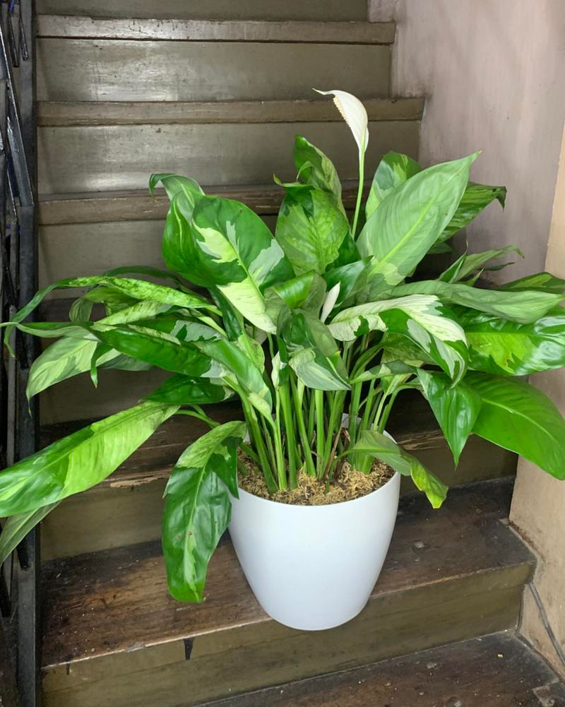 Peace Lily