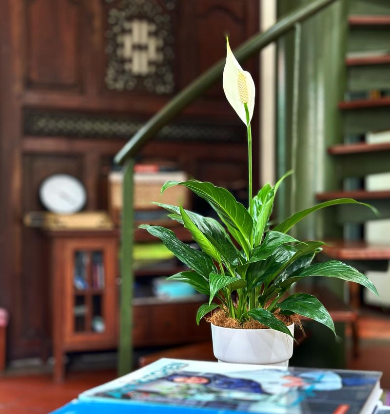Peace Lily