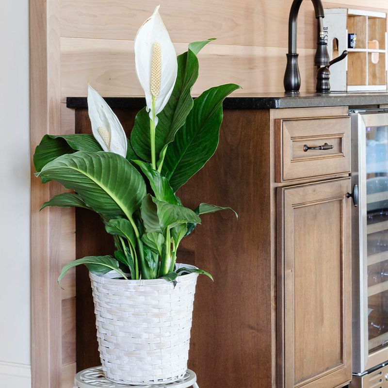 Peace Lily