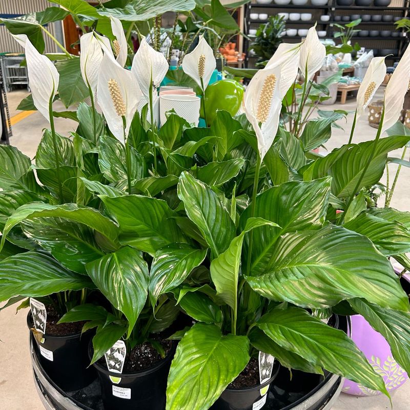 Peace Lily