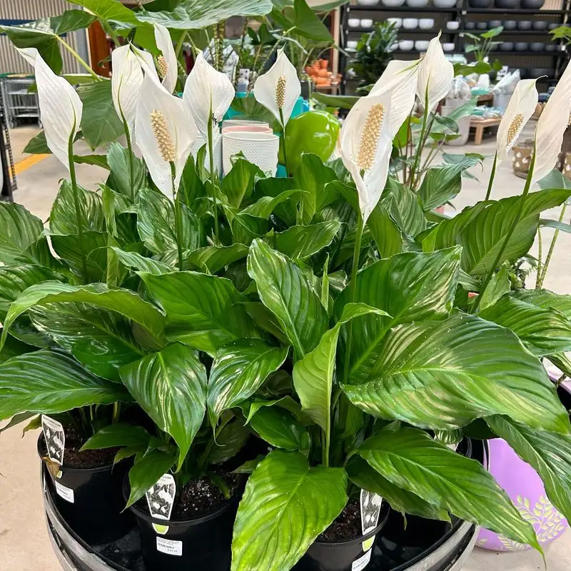 Peace Lily