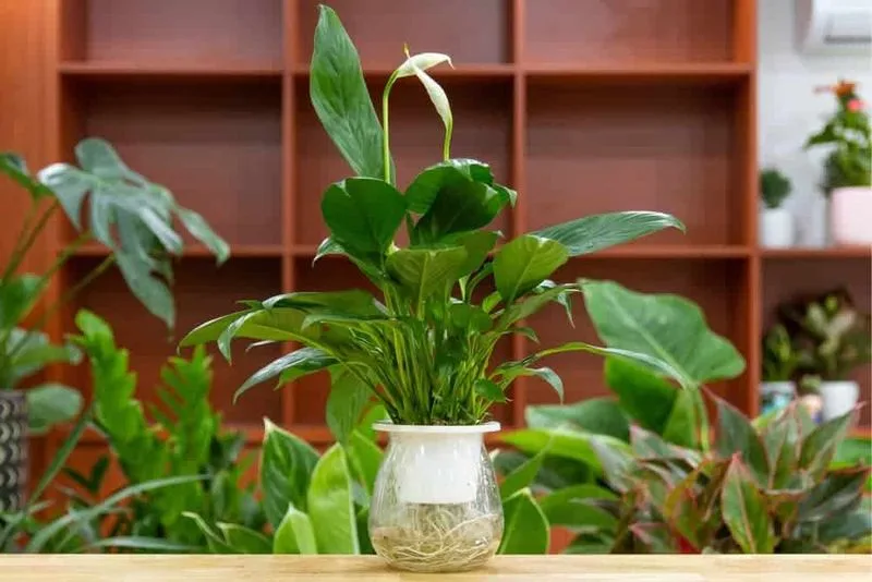 Peace Lily