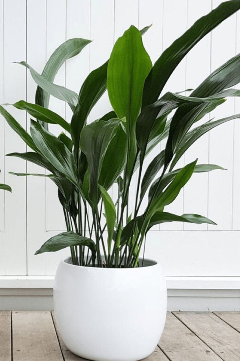 Peace Lily