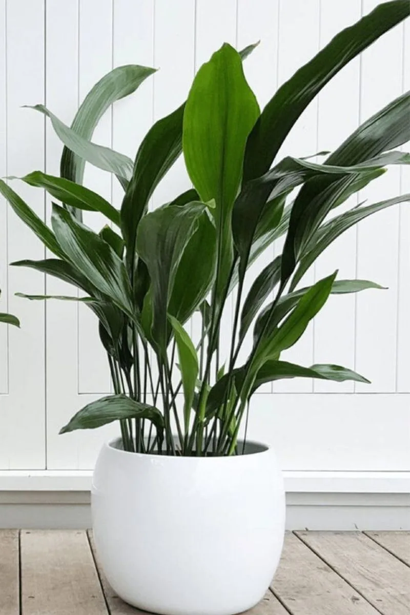 Peace Lily
