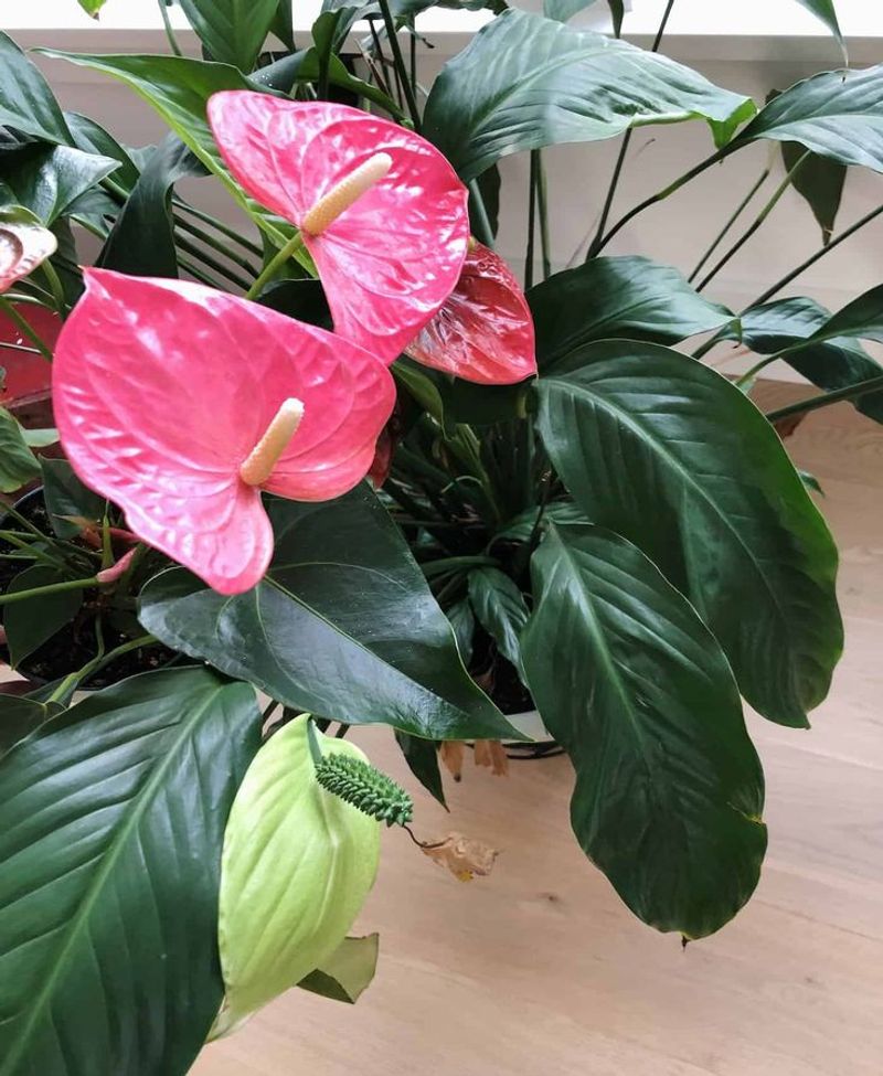 Peace Lily