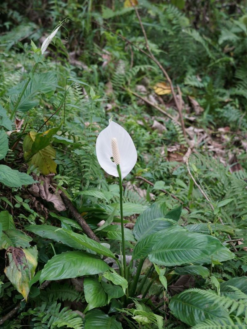 Peace Lily