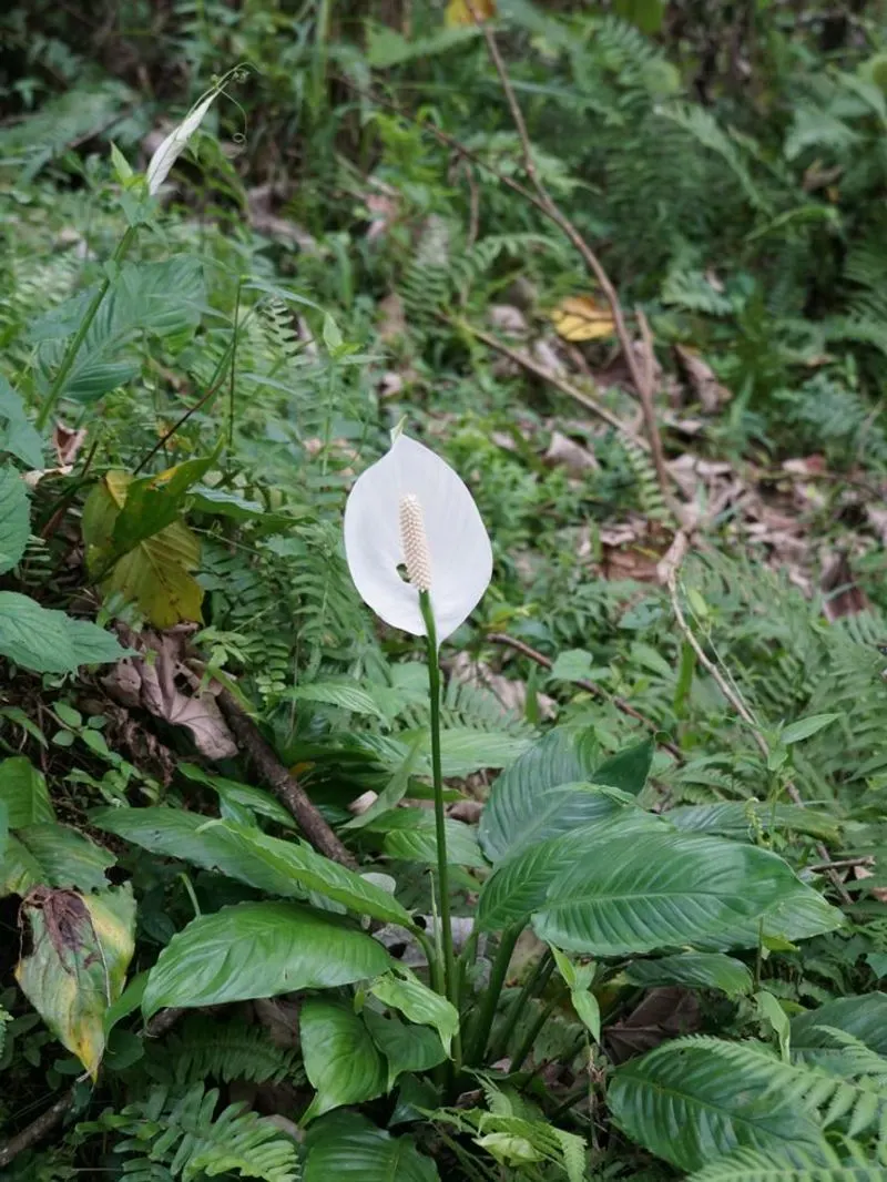 Peace Lily