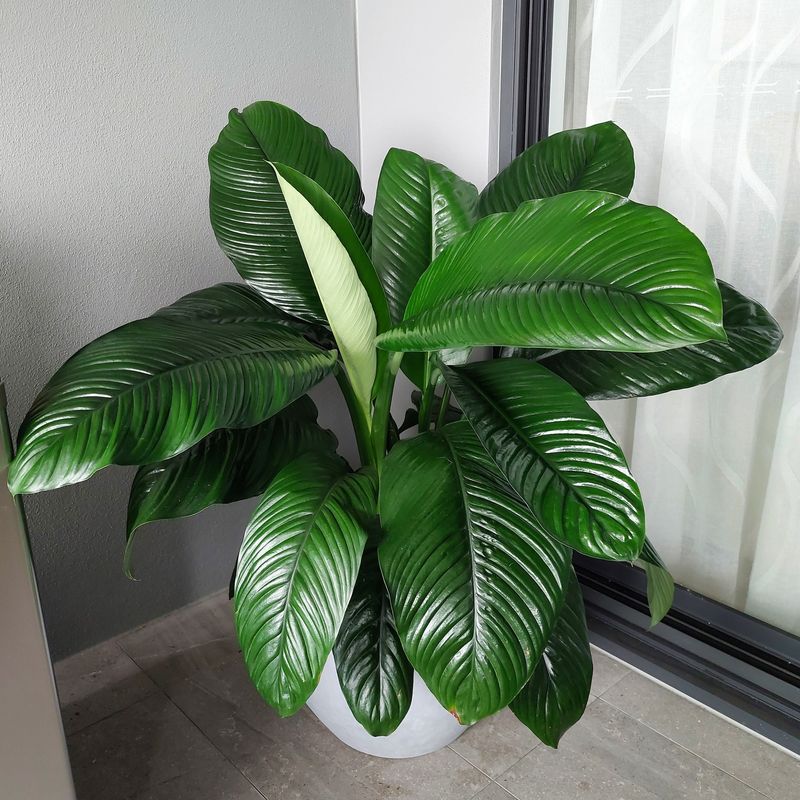 Peace Lily