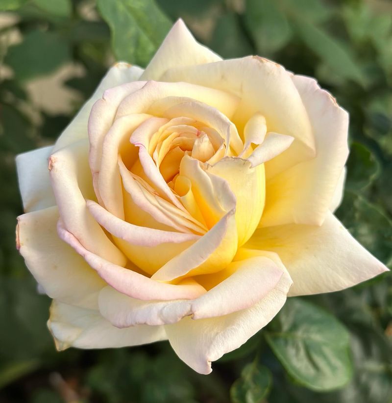 Peace Rose