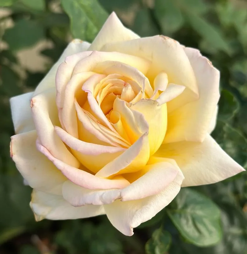 Peace Rose