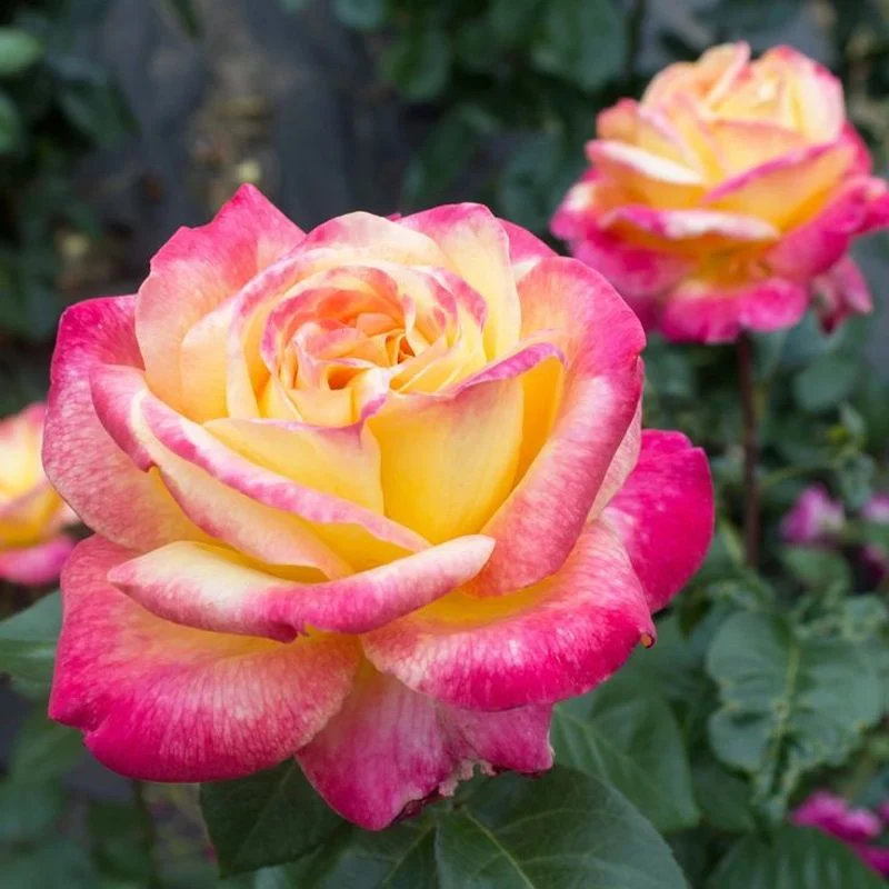 Peace Rose