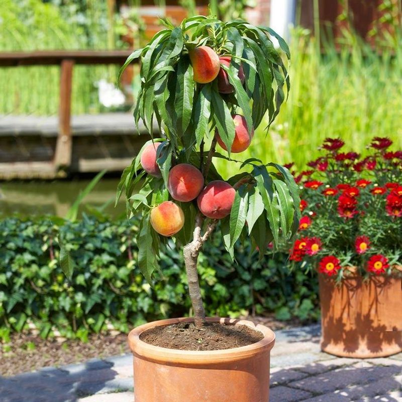 Peach Tree