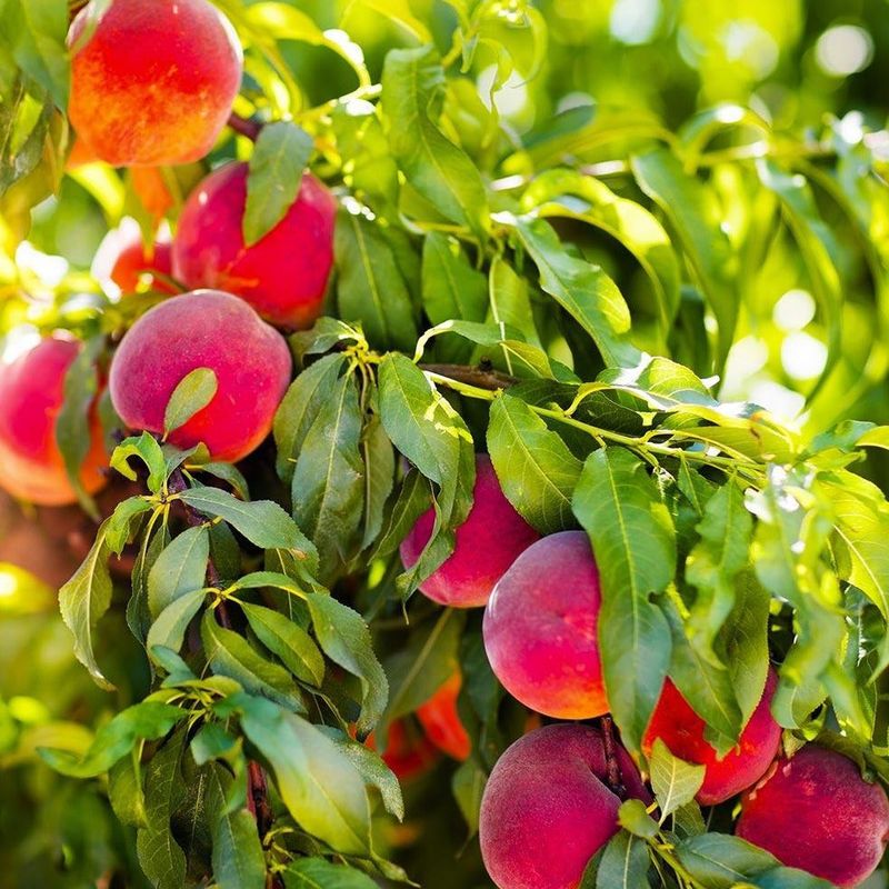 Peach Tree