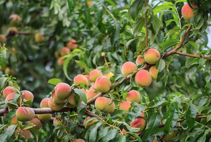Peach Tree