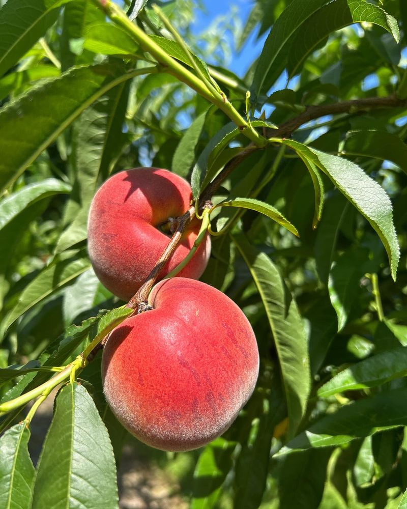 Peaches