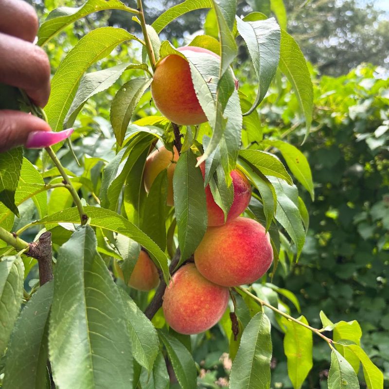 Peaches