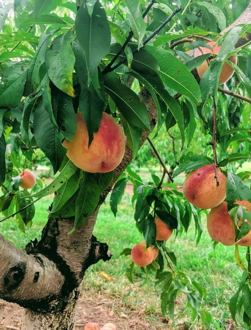 Peaches