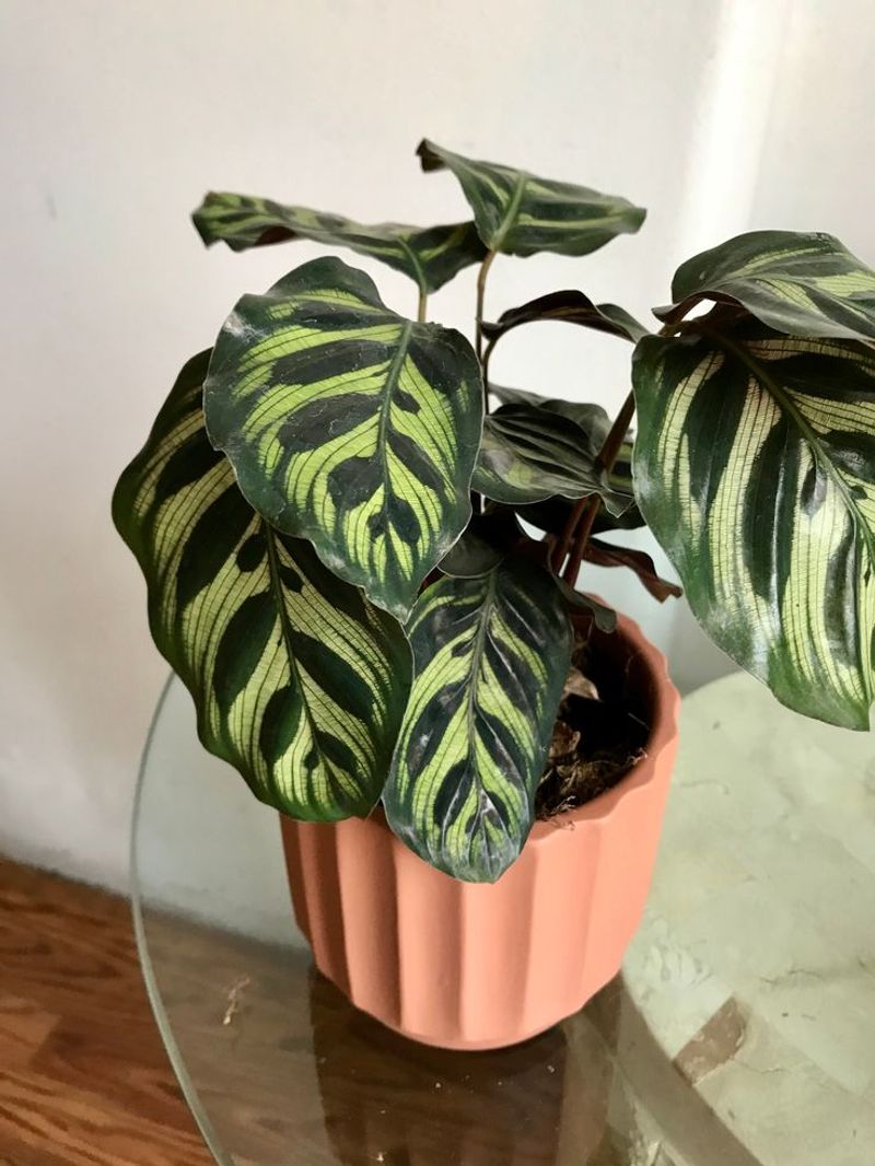 Peacock Plant
