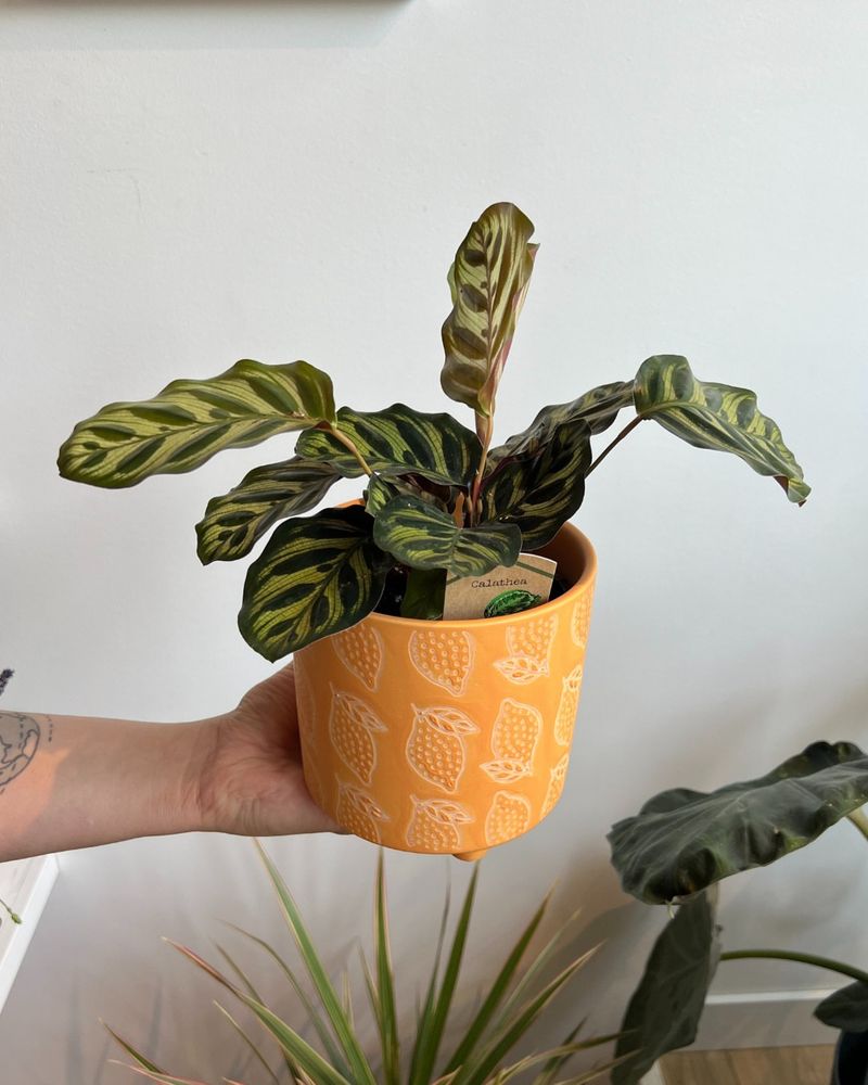 Peacock Plant
