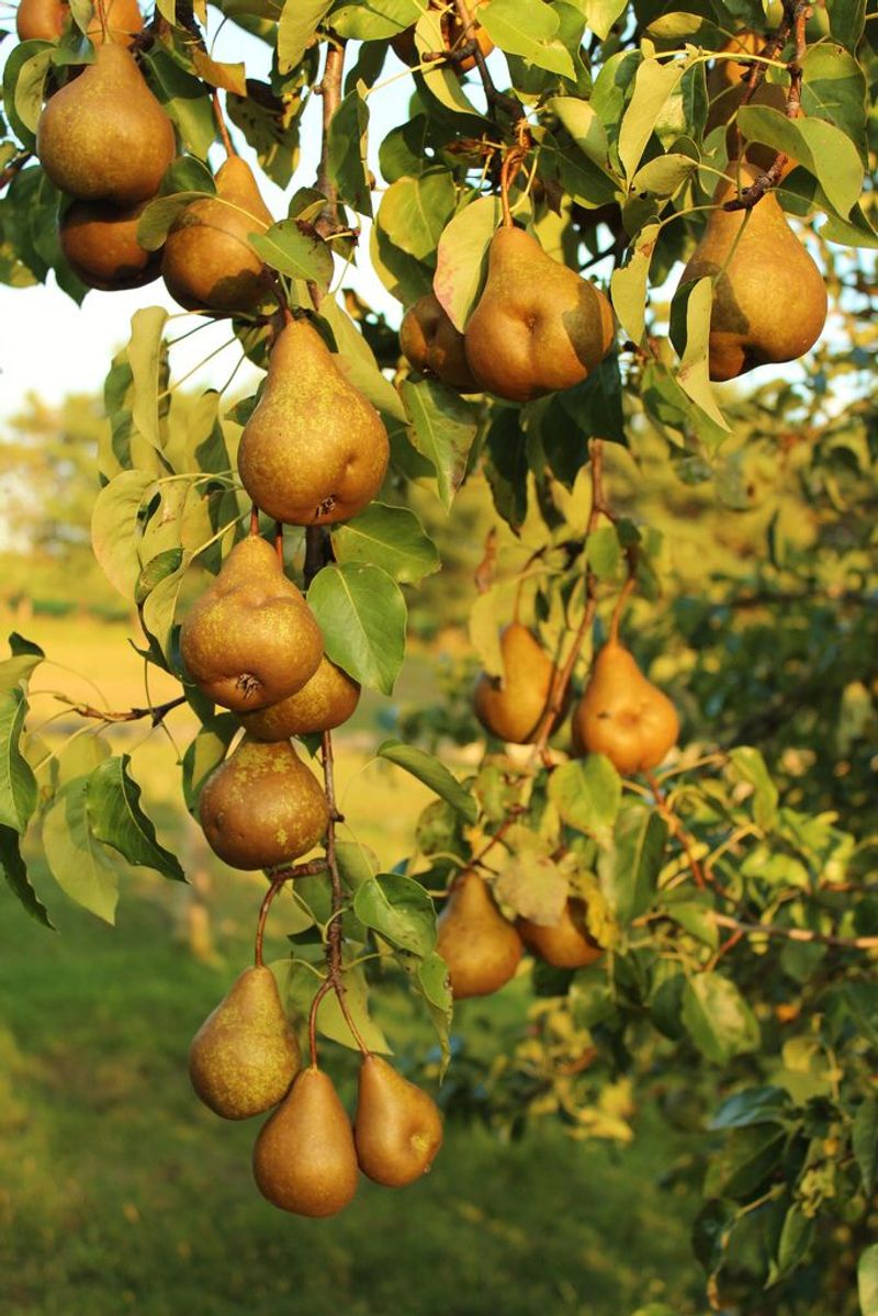 Pear Tree