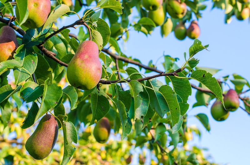 Pear Tree