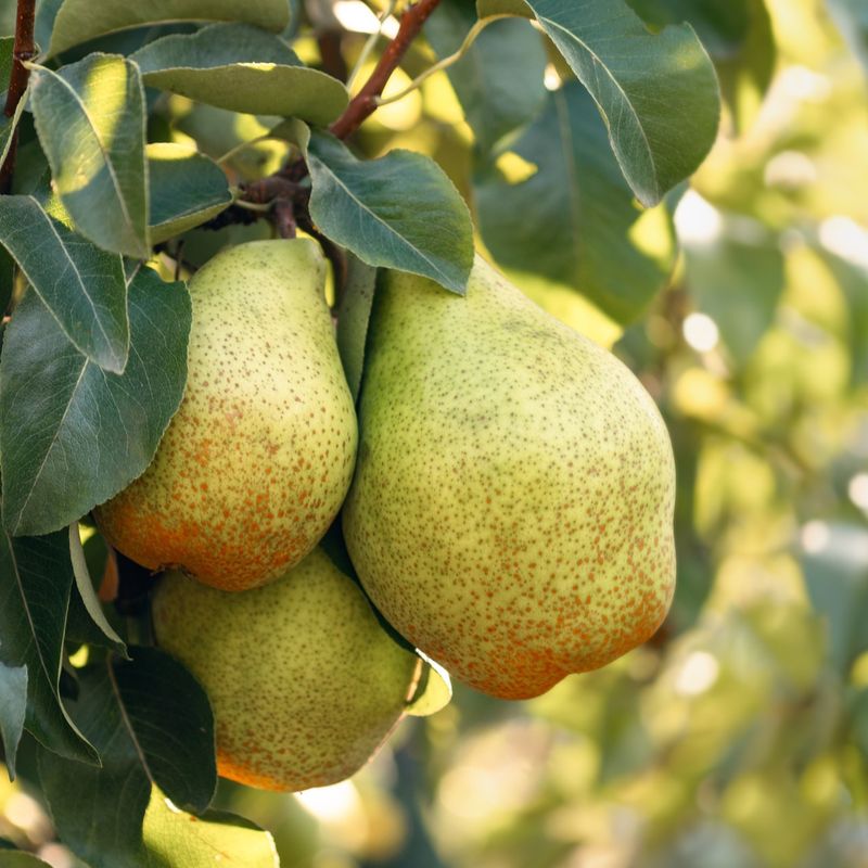 Pears