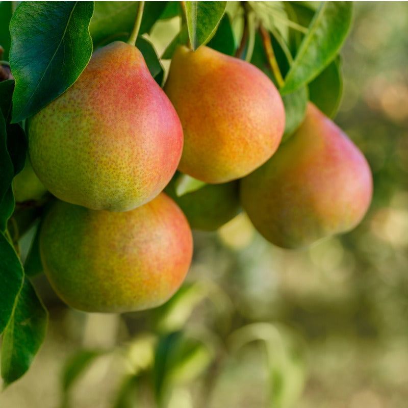 Pears
