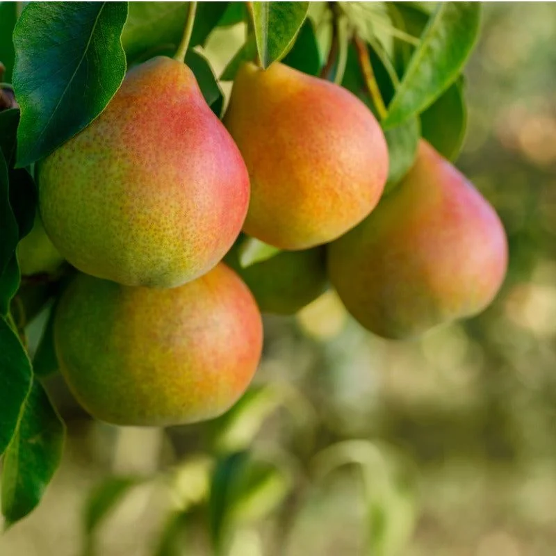 Pears