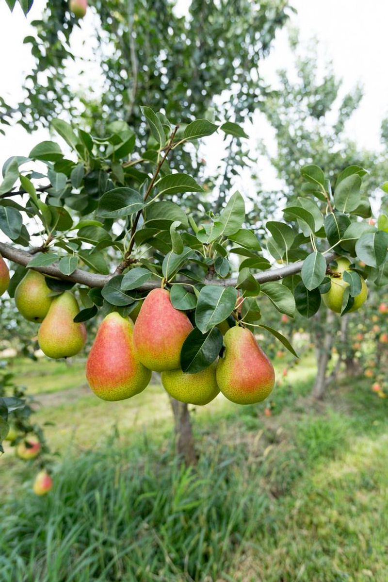 Pears