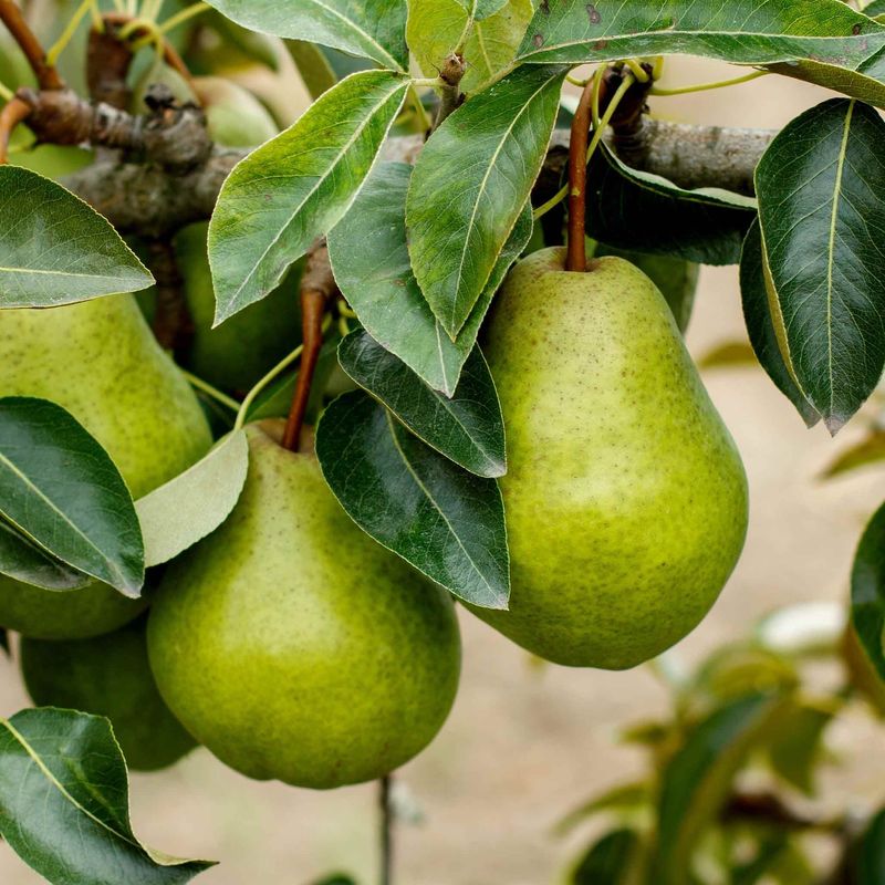Pears