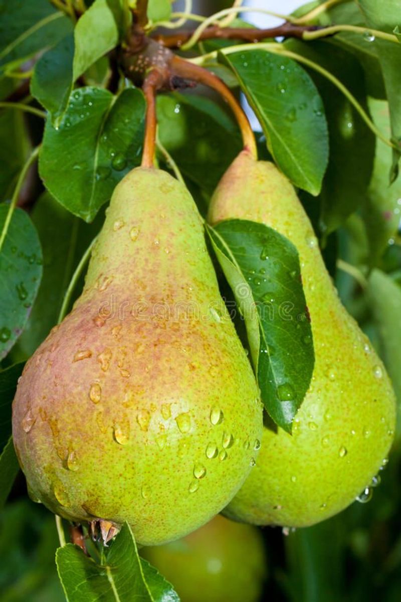 Pears