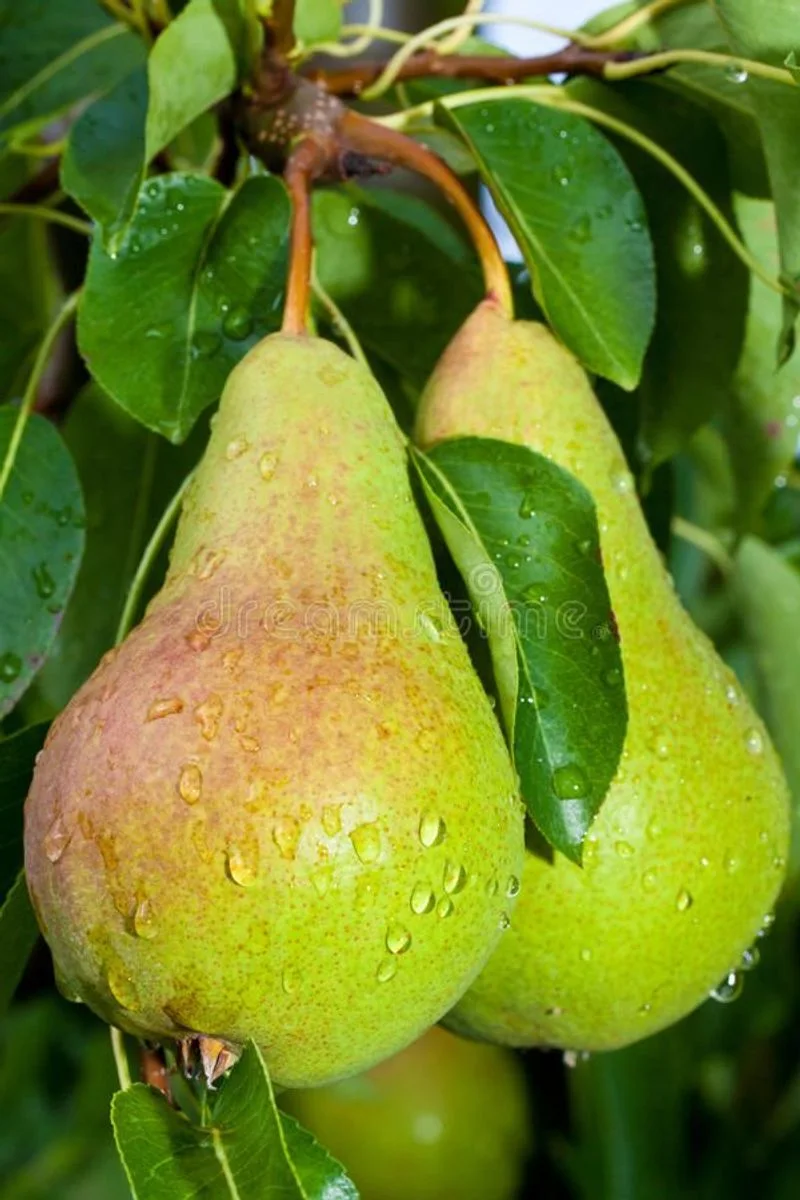 Pears