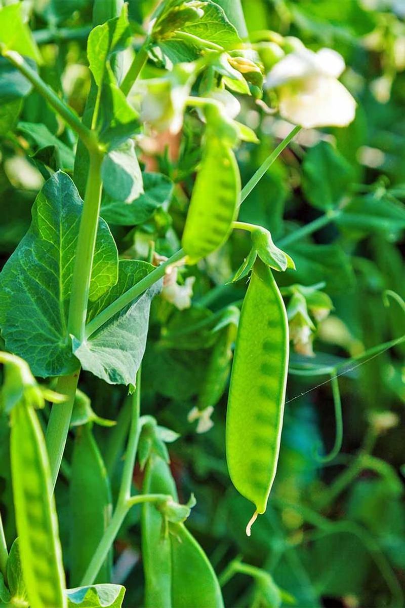 Peas