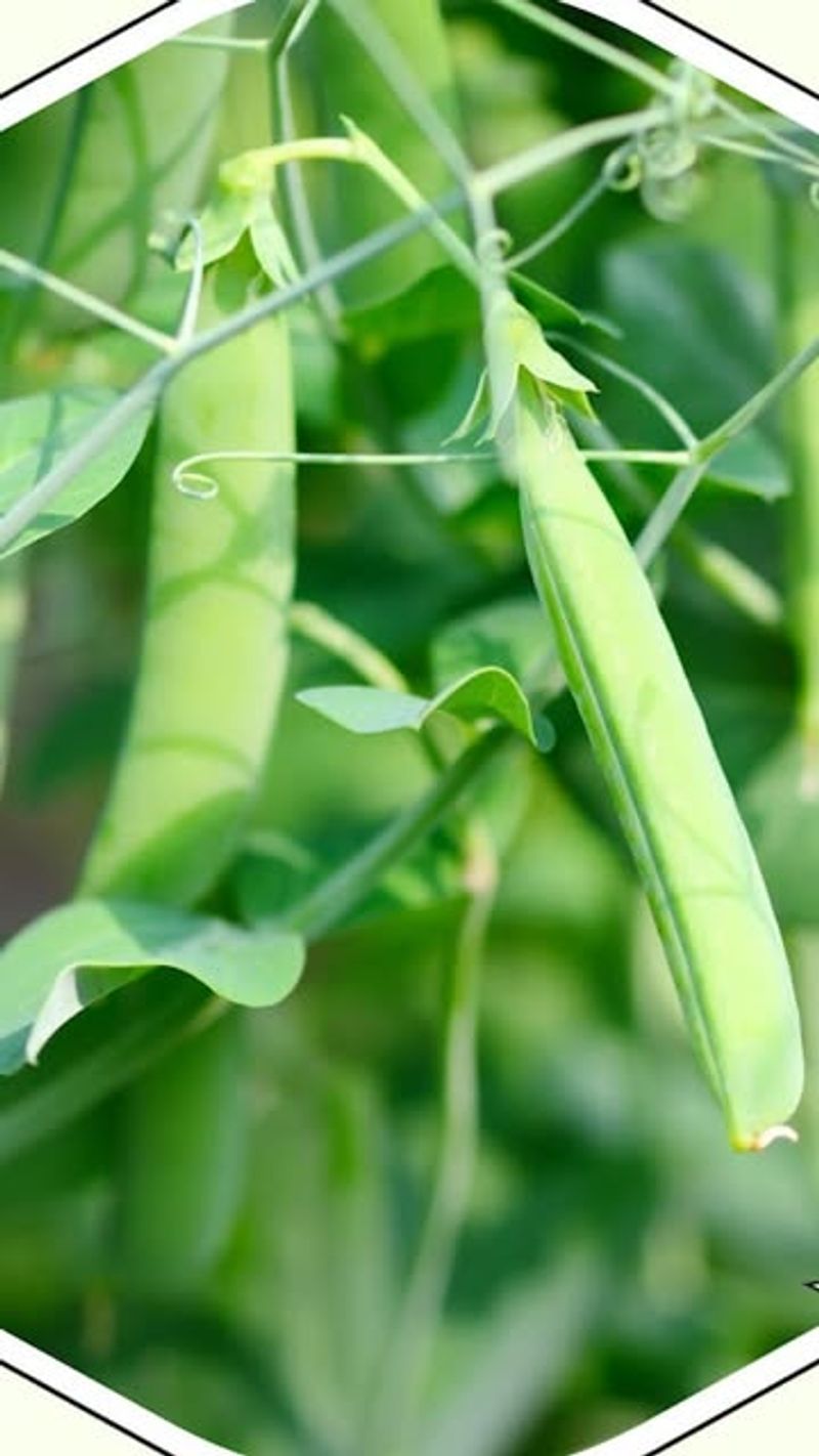 Peas